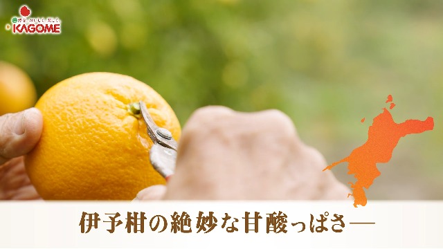 カゴメ 野菜生活100 愛媛せとか＆伊予柑ミックス 195ml×24本